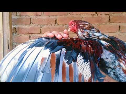 THE BIG ROOSTERS with Ayam Serama / Yokohama