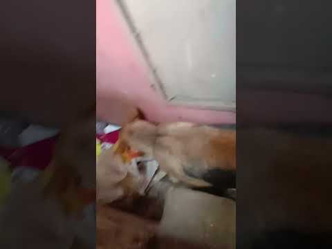 #shortvideo 😥😥