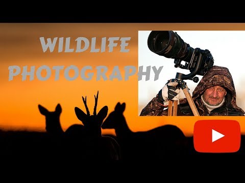 Wildlife photography in Sweden.
