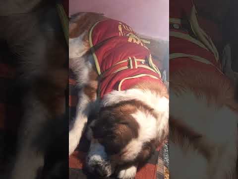 Saint Bernard puppies 🐶sale (10000 price ) 63972 22724 my nvr