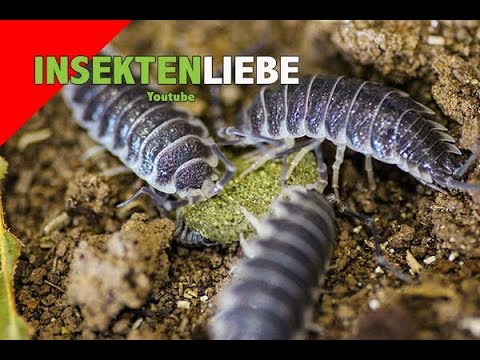 ❌Assel Haltung | Die richtige Ernährung