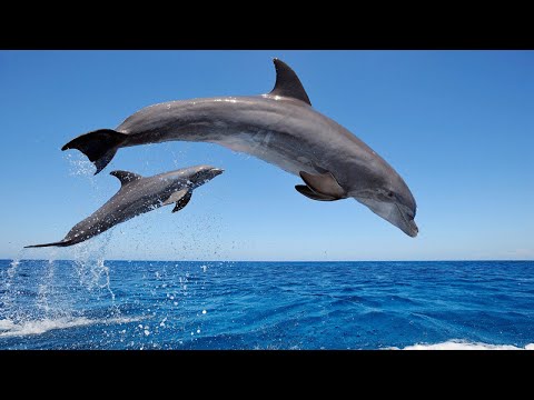 Des dauphins sauvages étonnants font des sauts de vrille - vidéos drôles