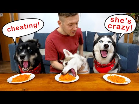 Der Welpe fegt das ganze Essen vom Tisch! Lustiger Hund Esswettbewerb