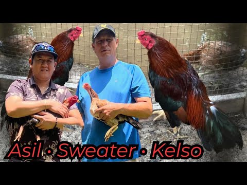 Asil Sweater Kelso Outdoor Indoor Breeding Pens - Xavier Rodriguez Big Farm USA
