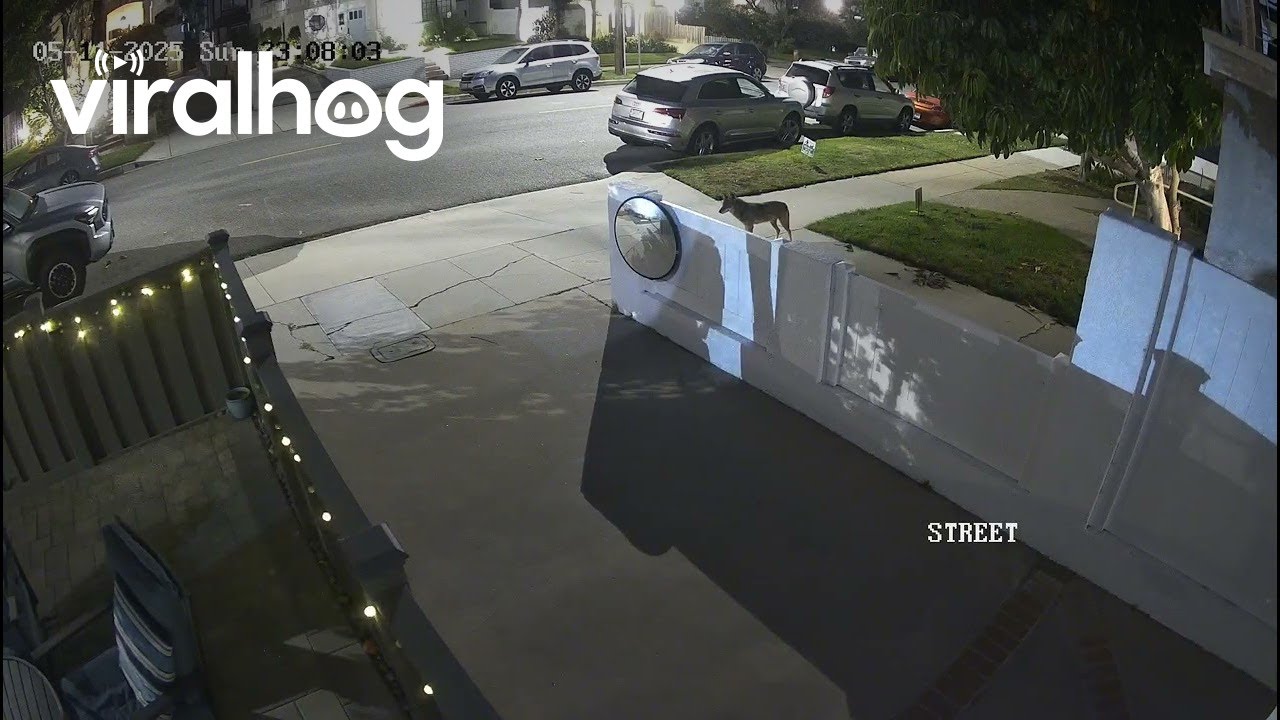 Coyote Attempts to Ambush Leashed Dog || ViralHog