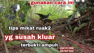 Download lagu tips cara mengatasi burung ruak ruak yang susah kluar[] birt trap mp3