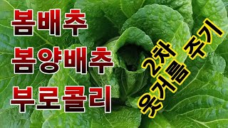 [텃밭농부 1,472]  배추. 양배추. 부로콜리에 2차 추비 #봄배추재배 #양배추재배 #부로콜리재배