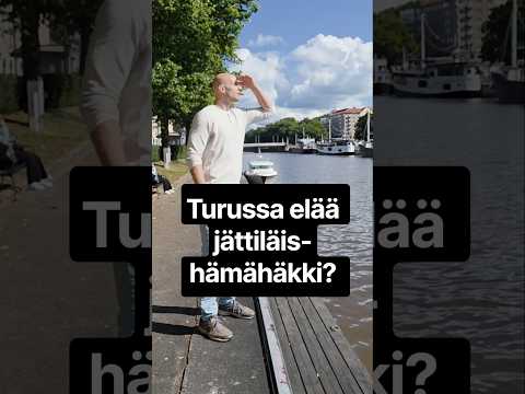 Turussa elää jättiläishämähäkki? 😳 #turku #hämähäkki #shorts
