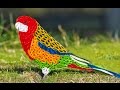 Paper Quilling;Hand made Easy making beautiful parrot