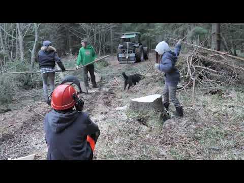Cutting Down Sick Trees and His First Time With the Chainsaw