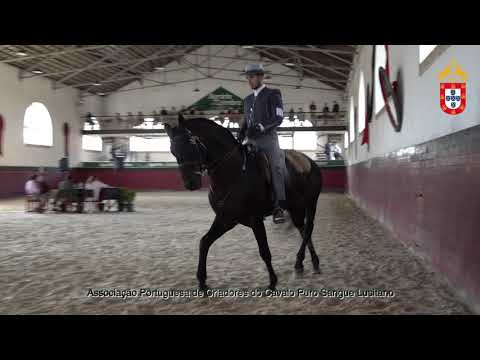 211023 11 Aladino - Aprovação de Garanhões