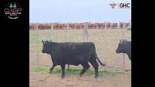3 Terneros/Terneras de 235 kg - Grupo de Hacienda Cooperativo - Plaza Ganadera