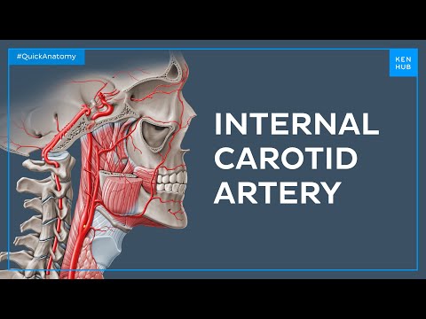 Internal carotid artery - Quick Anatomy | Kenhub