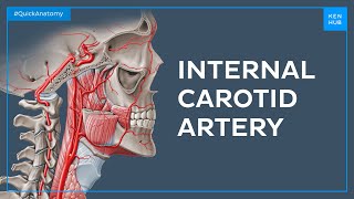 Internal carotid artery - Quick Anatomy | Kenhub