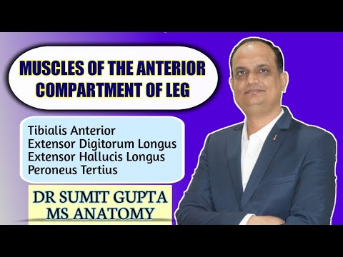 MUSCLES OF ANTERIOR COMPARTMENT OF LEG : ANATOMY