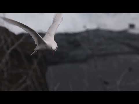Red tailed Tropicbirds in Hawaii