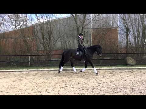 Feeline von Faberge- Fiorissimo-Sandro Song