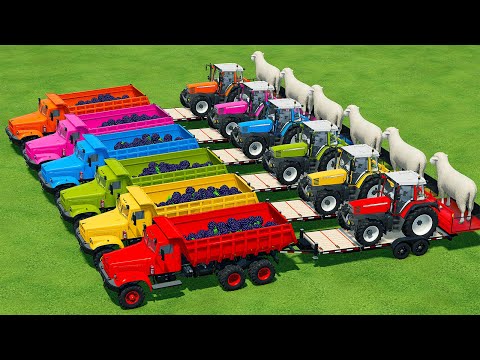TRANSPORT GIANT SHEEPS & LOAD BLACKBERRY WITH CASE TRACTORS  -Farming Simulator 22