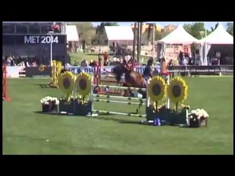 10j. Stute von Quinar - International bis 145cm erfolgreich