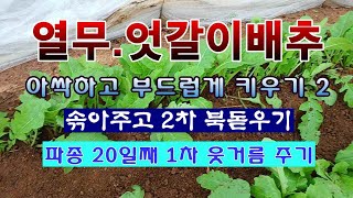 [텃밭농부 1,844]  열무랑 엇갈이배추를 부드럽고 아싹하게 키우기 2편. 솎아주고 북돋우고 1차 웃거름 …
