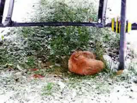 Prosinac - Andrej Basa.mp4