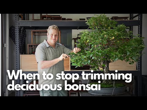 When to Stop Trimming Deciduous Bonsai