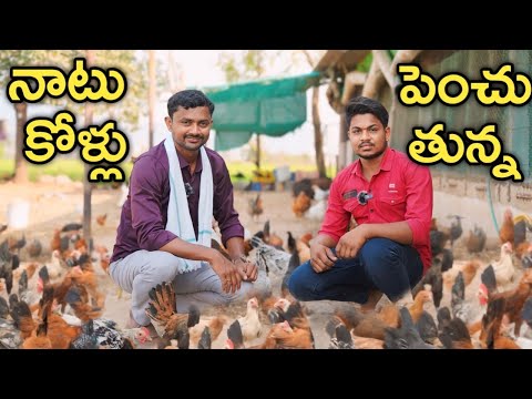 country chicken farming