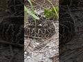 Eastern Diamondback Rattlesnake sound! #shorts #snake #youtubeshorts