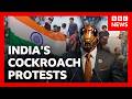 India S Cockroach Protests Explained And What Happens Next BBC News
