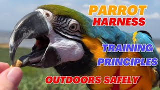 Parrot Harness Training Principles  Taking Bird Outside Safely