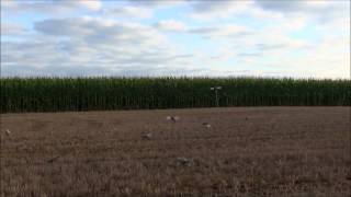 ohio dove hunt, soar no more decoys.