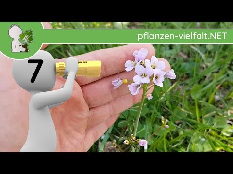 Erstsichtungen (7) von Wildkräutern & Wildpflanzen Anfang April (04.04.19)