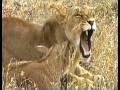 MUST WATCH: A Lioness Adopts a baby antelope. A ...