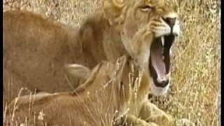 A Lioness Adopts a baby antelope