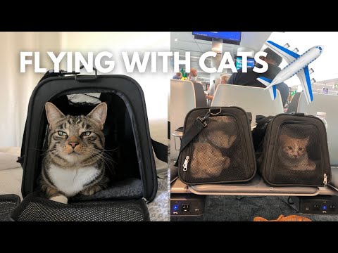 HOW TO FLY WITH CATS: Complete guide to traveling with your pet!