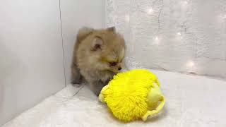ポメラニアンの動画01