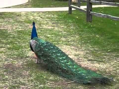 Pavo real cantando.
