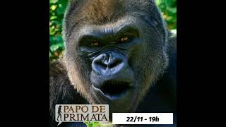 Gorilas no PAPO DE PRIMATA!