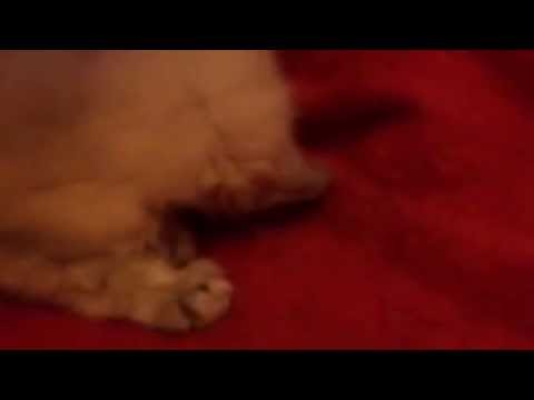 Air dryer for Babby Cat Khalis after bath