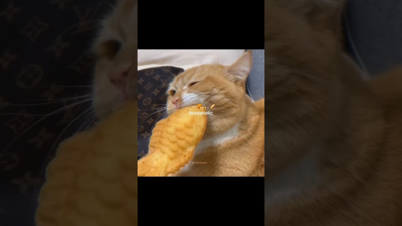 pause and tell me what u got 🍮🥄˚₊‧