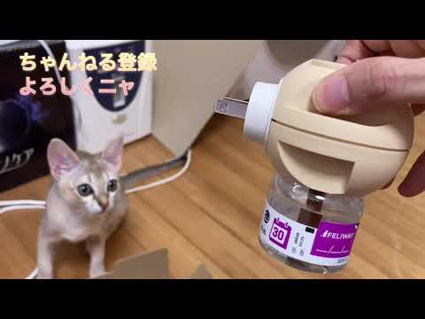 猫のフェロモンとは何か、そしてその使い方