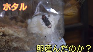 ホタルのメスは卵を産んでくれたのか？【ホタル飼育 最終回】