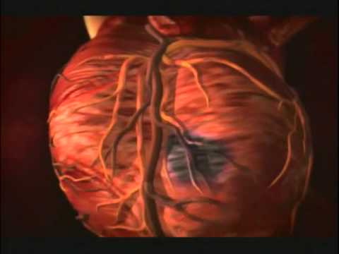 [Discovery Channel] Body Story | Episode 3 | The Beast Within