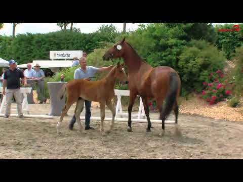 Colman Zinedine Lorz Z Weinberg Pilot Fohlenschau