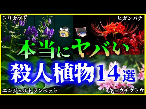 ブラックベラドンナ 植物
