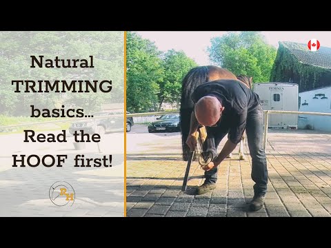 Natural Hoof Trimming: Simple Steps Every Horse Owner Should Know