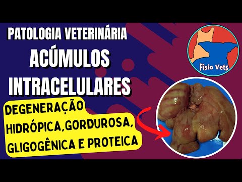 Intracellular accumulations (degenerations) - Veterinary pathology