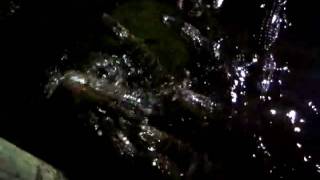 Do Not Feed the Alligators!