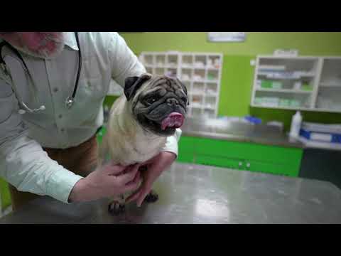 YouTube video about: Can you give dogs osteo bi flex?