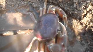 preview picture of video 'Cangrejos Gigantes en Villa del Rosario'